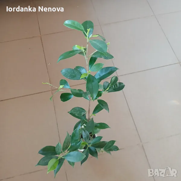 БЕНДЖАМИН, снимка 1