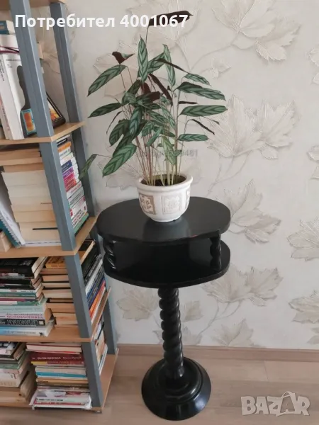 стайно растение, снимка 1