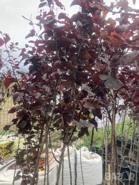 Червено листна слива, снимка 1