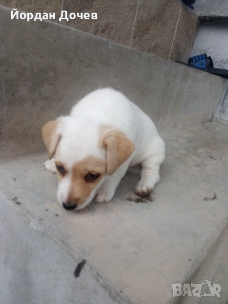 Джак Ръсел Териер, снимка 1