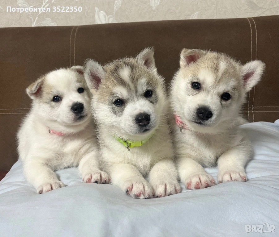 Бебета порода сибирско хъски –  за резервации , снимка 1