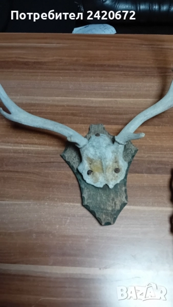 еленови рога с череп, снимка 1