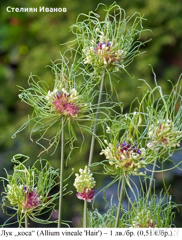Лук „коса“ (Allium vineale 'Hair') - луковици, снимка 1