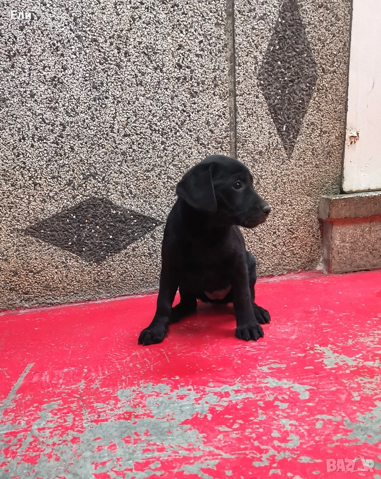 Лабрадор ретривър , снимка 1