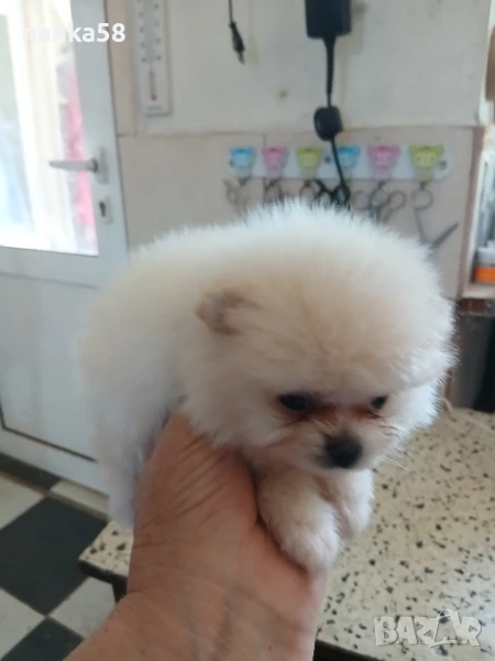 Продавам померани, снимка 1
