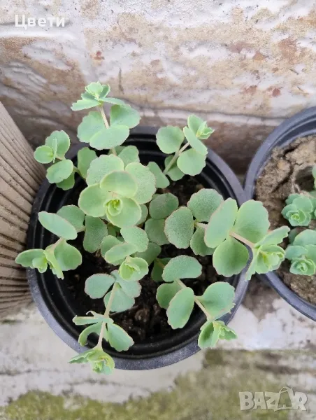 Продавам седум сиеболди , снимка 1