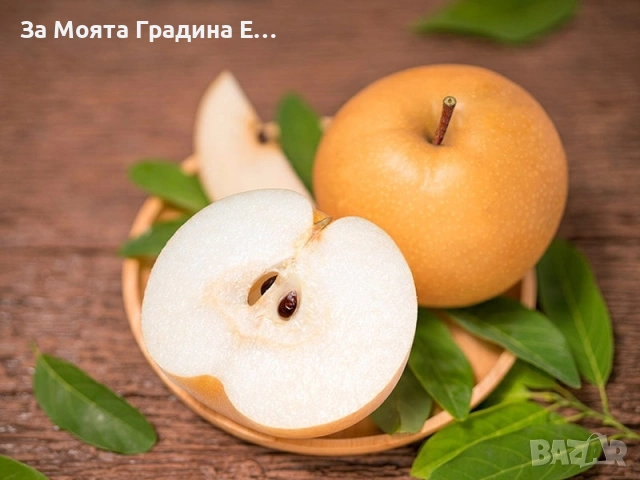 Круша - Наши (вкус круша-ябълка) , снимка 2 - Градински цветя и растения - 53725540
