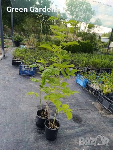 Малини сорт Сугана 