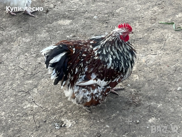 Петел орпингтон , снимка 3 - Кокошки и пуйки - 53713803