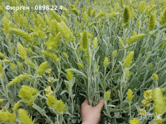 Мурсалски чай  