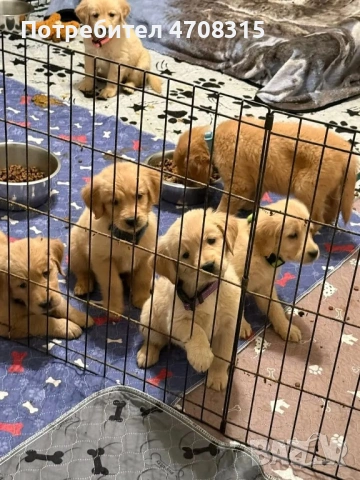 Голдън ретривър  момченце, снимка 1 - Голдън ретривър - 53689470