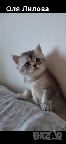 Шотландски котета, снимка 1