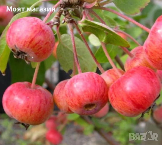 Декоративна червена ябълка-Малус