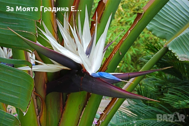 Стрелиция - Nikolai