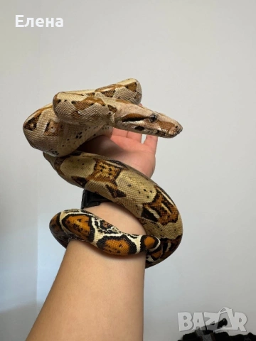 Боа Удушвач / Boa Constrictor , снимка 3 - Змии - 53633480