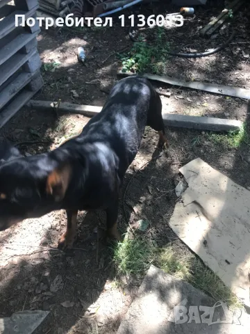 Ротвайлер & Белгийска овчарка, снимка 1