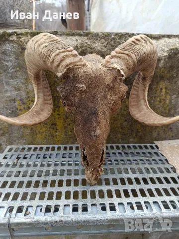 Продавам рога от елен и Коч, снимка 12 - Други ценни предмети - 36923018