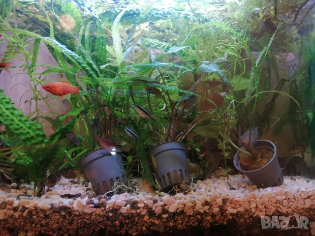 Продавам растения Пистия и други, снимка 11 - Други - 53020473