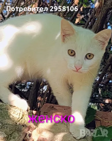 бели котенца, мъжко, женско, снимка 7 - Британска късокосместа - 55908240