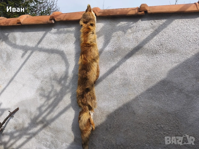 яка от лисица / кожа от лисица , снимка 11 - Антикварни и старинни предмети - 53697346