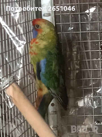 Розели, снимка 2 - Папагали - 53596887