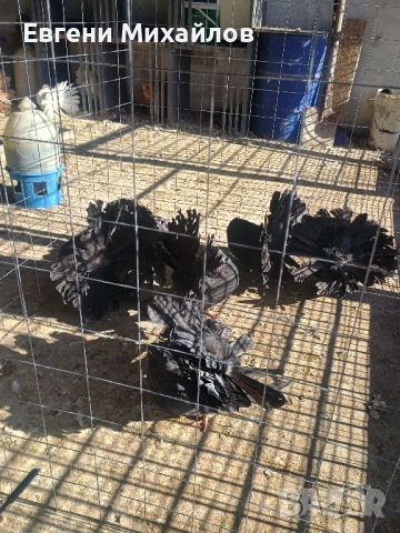 Фенерлии , снимка 9 - Гълъби - 52405319