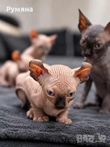 Котенце Сфинкс Елф