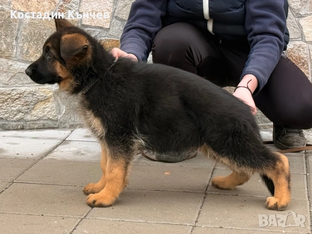 Мъжко кученце немска овчарка, снимка 2 - Немска овчарка - 53222722