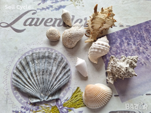 ✅МИДИ/РАПАНИ/РАКОВИНИ/ОХЛЮВИ❗