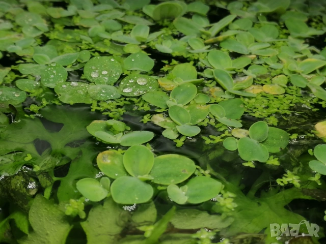 Продавам Криптокорин, Пистия, снимка 3 - Аквариуми - 52808885