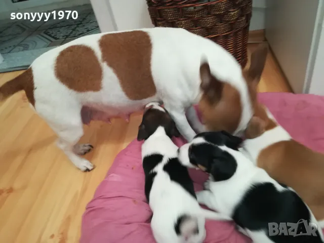 ДЖАК РЪСЕЛ БЕБЕНЦА-СЛАДКИ КУТРЕТА 0702251642, снимка 2 - Джак ръсел териер - 49009485