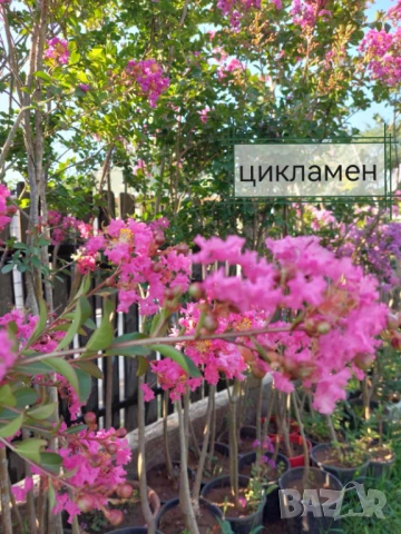 Продавам Индийски Люляк / Lagerstroemia Indica, снимка 4 - Други - 51319137