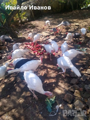 Продавам пуяци, снимка 6 - Кокошки и пуйки - 52800527