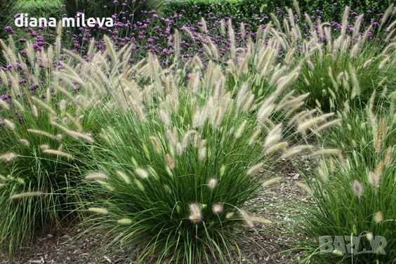 Пенисетум Малкото зайче, Pennisetum alopecuroides Little Bunny , снимка 2 - Градински цветя и растения - 42225243