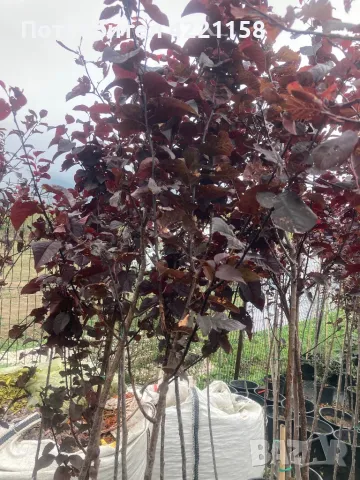 Червено листна слива, снимка 1