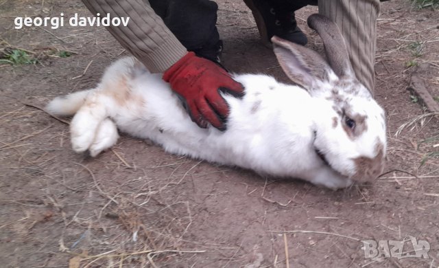 Домашни свободни зайци, снимка 5 - Други - 41344919