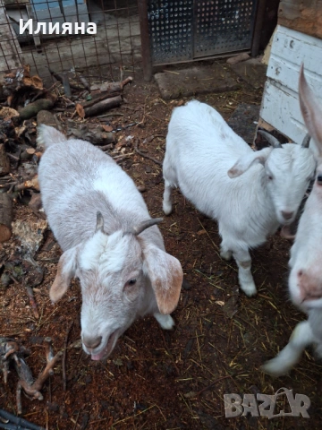 Продавам две женски ярета, снимка 8 - Кози - 53217317