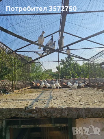 Унгарски гълъби, снимка 2 - Гълъби - 55770988