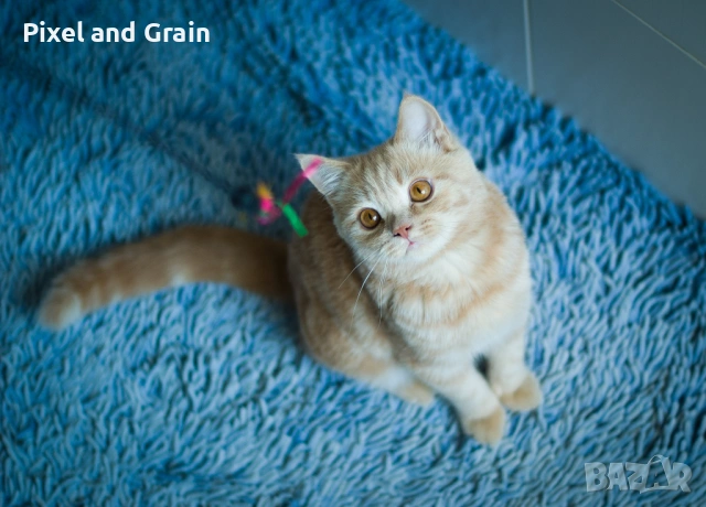 Nikon D70s фотоапарат + два обектива и аксесоари Никон, снимка 16 - Фотоапарати - 53668884