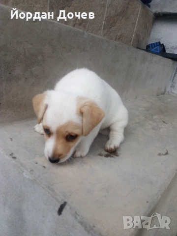 Джак Ръсел Териер, снимка 1