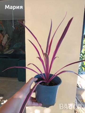 Кордилине розово с червено