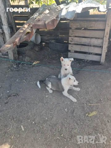 Западно сибирска Лайка, снимка 2 - Други - 55939744