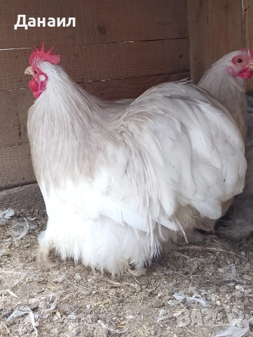 Кохин бантам