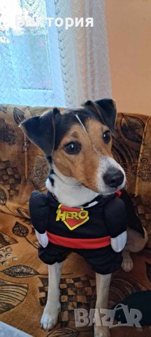 Кучешки костюм Супермен!- Superman / Bathman / Wonder woman/Super Power, снимка 5 - За кучета - 42611193