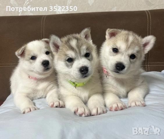 Бебета порода сибирско хъски –  за резервации 