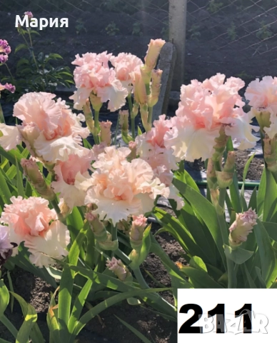 Сортови вискоки ириси /брадати ириси, снимка 5 - Градински цветя и растения - 51459166