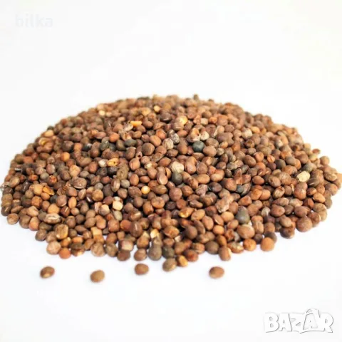 Билка Фий (Уров), снимка 2 - Домашни продукти - 11821197