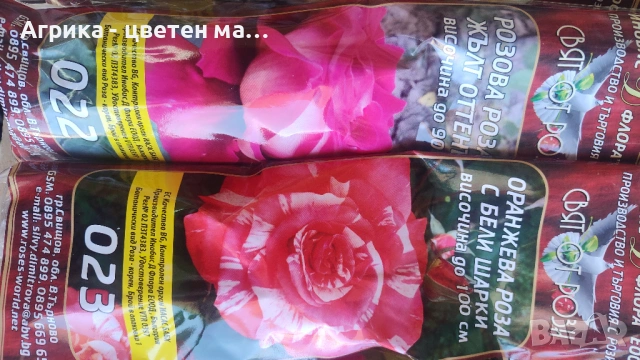 РОЗИ корени НОВО ЗАРЕЖДАНЕ от лицензиран разсадник , снимка 15 - Градински цветя и растения - 42675882