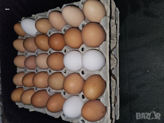 Домашни яйца , снимка 3 - Кокошки и пуйки - 40622950