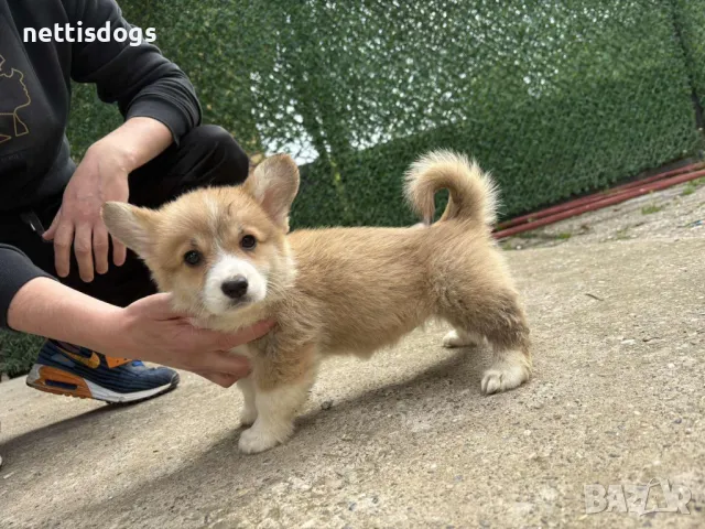 Сладки Уелски Коргита Пембрук - внос, снимка 6 - Други - 36192430